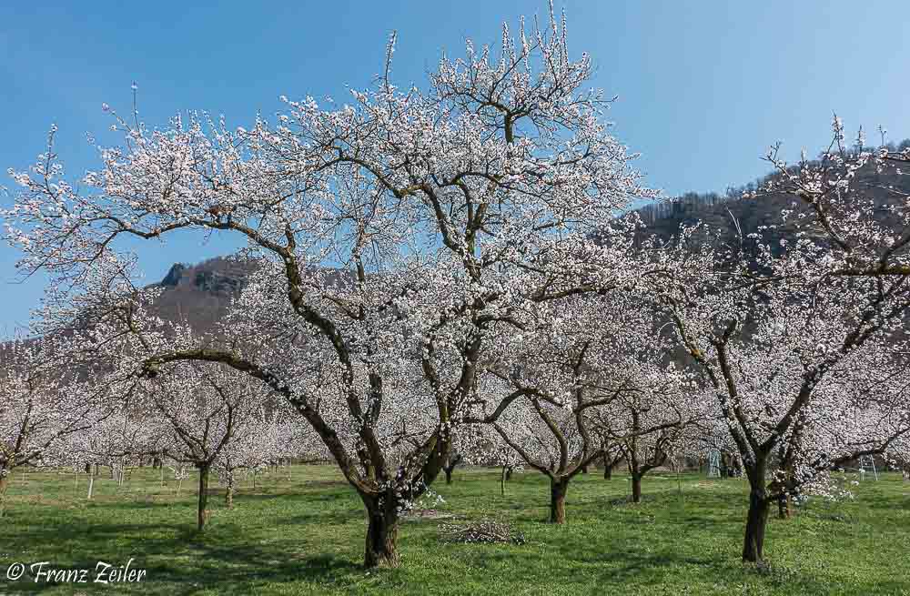 [Bild: 01.04.2019.marillenblüte.1-2.jpg]