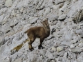 Steinbockkitz am Watzmann