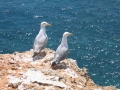 Möwen/Algarve