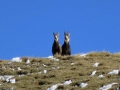 Gemsen am Schneeberg