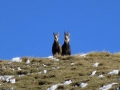 Gemsen am Schneeberg