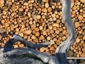 Holz