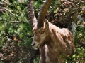 Steinbock am Grimming