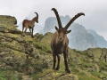 Steinböcke am Habicht/Stubaier Alpen