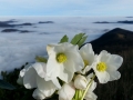 Schneerosen und Inversion