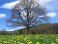 Kirschbaum