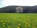 Kirschbaum