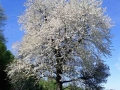 Kirschbaum