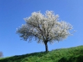 Kirschbaum