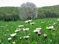 Kirschbaum