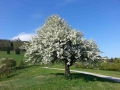 obstblüte