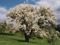 birnbaum