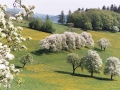 obstblüte