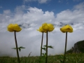 Alpenflora