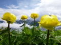 Alpenflora