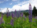 Alpenflora