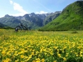 Alpenflora