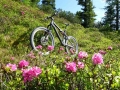 Alpenflora