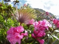 Alpenflora