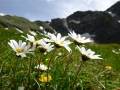 Alpenflora
