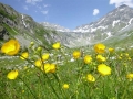 Alpenflora