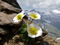 Alpenflora