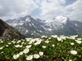Alpenflora