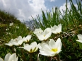 Alpenflora