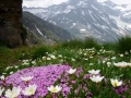 Alpenflora