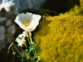 alpenflora