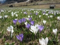 Alpenflora
