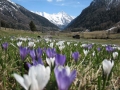 Alpenflora