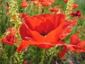 Mohnblume
