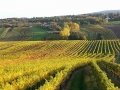 Weingärten