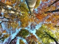 herbstliche Verfärbung