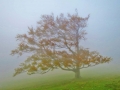 windbehandelt