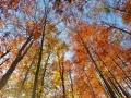 herbstlicher Buchenhochwald