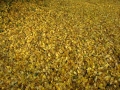 Herbstlaub