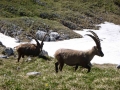 Steinböche am Hochschwab