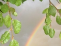 regenbogen