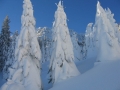 Tiefverschneiter Fichtenwald