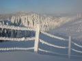 Tiefverschneiter Fichtenwald