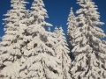 Tiefverschneiter Fichtenwald