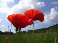 Mohnblume