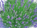 Lavendl