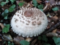 Parasol
