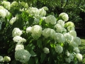 Hortensien