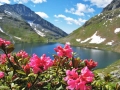 Alpenrosen