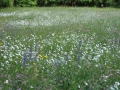 Sommerwiese
