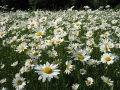 Sommerwiese